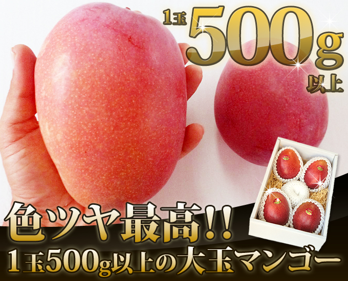 500g以上のマンゴー