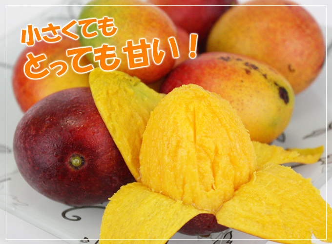 2400円 人気を誇る 沖縄産 ミニマンゴー 2kg 規格外アップルマンゴー 送料無料