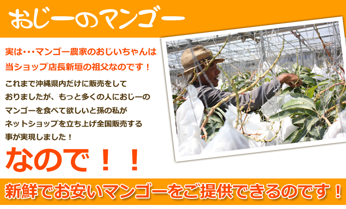 おじーのマンゴーについて