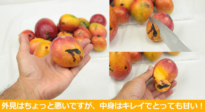 家庭用マンゴー